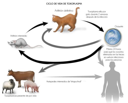 Ciclo de vida toxoplasmosis Ciclo de vida toxoplasmosis
